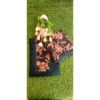 Semi silk Georgette
